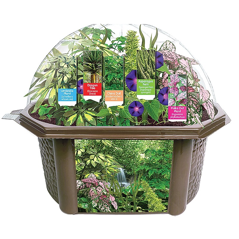 Fernroot Rainforest Biosphere, Multicolored (SRCEBRB621) image 1