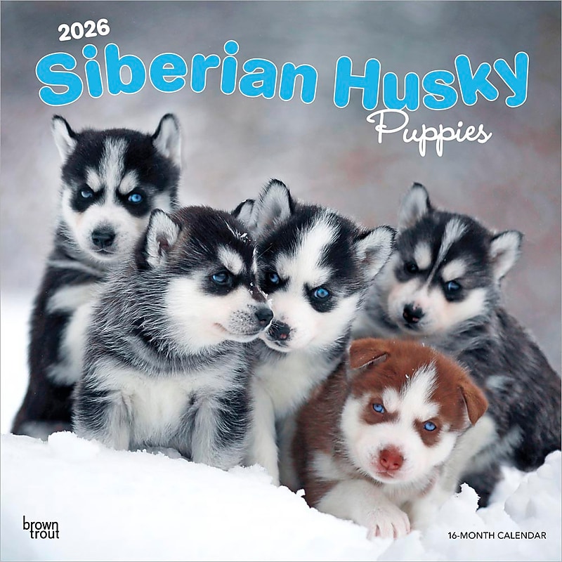 2026 BrownTrout Siberian Husky Puppies 12" x 12" Monthly Wall Calendar (9798330705603) image 1