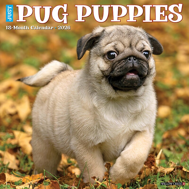 2026 Willow Creek Pug Puppies 12" x 12" Monthly Wall Calendar (52495) image 1