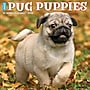 2026 Willow Creek Pug Puppies 12" x 12" Monthly Wall Calendar (52495)~#|#~28E0E9FA-E7E5-4D90-8EE6859034153577_sc7