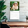 2026 BrownTrout Shih Tzu Puppies 12" x 12" Monthly Wall Calendar (9798330705559)~#|#~2944C1E1-F07E-4F43-B99D9BCE774526BC_sc7