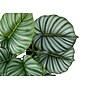 Monarch Specialties Inc. 24" Artificial Calathea Plant in Pot (I 9577)~#|#~29AA3882-35CF-4675-B5178DBD98646E89_sc7