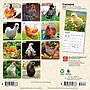 2027 BrownTrout Chickens 7" x 7" Monthly Wall Calendar, Assorted Colors (9798330709786)~#|#~29EF5D4A-BBA2-4A87-A3FBF1AC5EEBB1ED_sc7