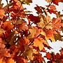 Nearly Natural 6' Autumn Lush Maple Artificial Fall Tree (T4833)~#|#~2A0BC9C1-B39B-486E-B6AFDB6109C0A665_sc7