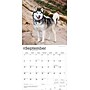 2026 BrownTrout Siberian Huskies 12" x 12" Monthly Wall Calendar (9798330705580)~#|#~2A1E94E7-CB15-42FF-A957CB51028FD688_sc7