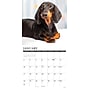 2027 Willow Creek Dachshunds  12" x 12" Monthly Wall Calendar (59968)~#|#~2A5F6A60-B94F-4EF8-8695EB250EBA49E7_sc7