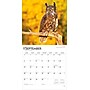 2026 BrownTrout Owls 12" x 12" Monthly Wall Calendar (9798330705054)~#|#~2A9874F9-8ACE-45C3-BE9BE6A4DB379CD3_sc7