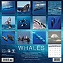 2026 Willow Creek Whales 12" x 12" Monthly Wall Calendar (53140)~#|#~2AE33543-683C-4685-A7F6A92D056AE9F2_sc7