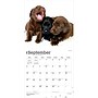 2027 BrownTrout Labrador Retriever Puppies 12" x 12" Monthly Wall Calendar (9798330712519)~#|#~2B7A7D24-D7CE-497F-870EB59C3727CA5F_sc7