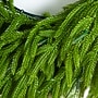 Nearly Natural Pre-Lit Artificial Real Touch Norfolk Island Pine Wreath, 20" (W1391)~#|#~2B97C285-4B5E-4C27-9B6FB8F555070016_sc7