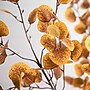 Nearly Natural 9' Autumn Eucalyptus Artificial Fall Tree (T4814)~#|#~2BA6581D-1431-4C80-8A10C29EDBCC1D05_sc7