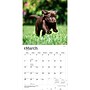 2027 BrownTrout Chocolate Labrador Retriever Puppies 12" x 12" Monthly Wall Calendar (9798330712533)~#|#~2BB68E62-973D-42AA-B4C7DF4DFD284916_sc7