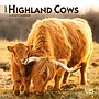 2027 BrownTrout Highland Cows 7" x 7" Monthly Wall Calendar (9798330714247)~#|#~2C1AE13E-DCAD-4ECC-8D210B416FF9E152_sc7