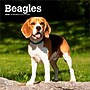 2026 BrownTrout Beagles 7" x 7" Monthly Wall Calendar (9798330702374)~#|#~2C43775E-1618-40C4-91E1FB73103B1ED6_sc7