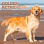 2027 BrownTrout Golden Retrievers 12" x 12" Monthly Wall Calendar (9798330712472)~#|#~2C8A409D-6088-436F-B401DBF9EE7EB75F_sc7