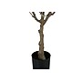 Monarch Specialties Inc. 46" Artificial Eucalyptus Tree in Pot (I 9518)~#|#~2C8B76B0-E63F-4FAE-ADC92DB6490E22F8_sc7