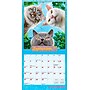 2026 BrownTrout Avanti Cranky Kitties 7" x 7" Monthly Wall Calendar (9798330701407)~#|#~2CA14A66-C77C-49A9-B15423C9E29F44B8_sc7