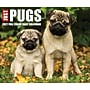 2027 Willow Creek Just Pugs 5.4" x 6.2" Day-to-Day Calendar (63699)~#|#~2CD134B1-79C5-4966-9A6FB8306B6A89F2_sc7