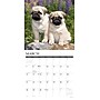 2027 Willow Creek Pug Puppies 12" x 12" Monthly Wall Calendar (61930)~#|#~2CD45EDE-A582-478A-B719750076793997_sc7