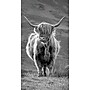 2026-2028 Willow Creek Highland Cows 3.5" x 6.5" Monthly Pocket/Wallet Calendar, Assorted Colors (66744)~#|#~2D2C8A0F-0FF8-49A7-86387A5D7F312212_sc7