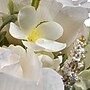 National Tree Company 19" Cream Rose Bundle (RAS-H18028CR-1)~#|#~2D500546-D438-494F-9F5B5138483A6DFF_sc7