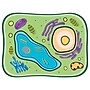 Roylco See-Through Plant Cell Builder, 10/Set (R-59281)~#|#~2D53AFFA-B8D4-46B8-91CB02CB2D6082B5_sc7