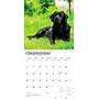 2026 BrownTrout Black Labrador Retrievers 12" x 12" Monthly Wall Calendar (9798330704248)~#|#~2D6CF132-68A2-4A35-B546B677777CB35D_sc7