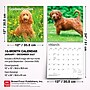 2027 BrownTrout Goldendoodles 12" x 12" Monthly Wall Calendar (9798330712489)~#|#~2DA6153E-1317-49F1-937E4607BF703563_sc7