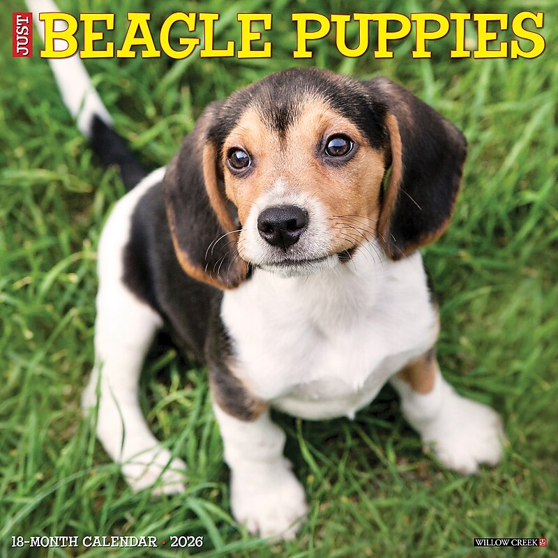2026 Willow Creek Beagle Puppies 12" x 12" Monthly Wall Calendar (50132) image 1