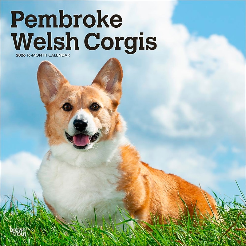 2026 BrownTrout Pembroke Welsh Corgis 12" x 12" Monthly Wall Calendar (9798330706242) image 1