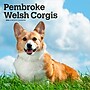 2026 BrownTrout Pembroke Welsh Corgis 12" x 12" Monthly Wall Calendar (9798330706242)~#|#~2E460A1D-2903-40DE-B5E16A8EC2A2EE56_sc7