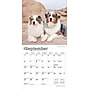 2026 BrownTrout Australian Shepherds 7" x 7" Monthly Wall Calendar (9798330702213)~#|#~2E65ECA4-1E52-4220-8B841584CCF8FECC_sc7