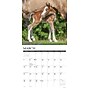 2027 Willow Creek Clydesdales 12" x 12" Monthly Wall Calendar, Assorted Colors (59784)~#|#~2E740FD2-41D5-41DD-9B259E688F58BDAC_sc7