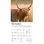 2026 BrownTrout Highland Cows 7" x 7" Monthly Wall Calendar (9798330703623)~#|#~2EAA03EF-7A02-45E9-930BDD35344961E2_sc7