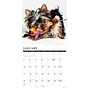 2027 Willow Creek Yorkie Puppies 12" x 12" Monthly Wall Calendar, Assorted Colors (63101)~#|#~2EC51535-A7ED-48B1-A7375D9CC851996F_sc7