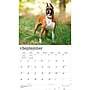 2027 BrownTrout For the Love of Boxers 14" x 12" Monthly Wall Calendar, Assorted Colors (9798330709236)~#|#~2EDBB313-F63D-47D0-953B05DA7322411A_sc7