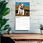 2026 BrownTrout Bulldog Puppies 12" x 12" Monthly Wall Calendar (9798330702664)~#|#~2EF3B495-352C-4F84-9DE6C817B020726E_sc7