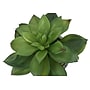 Monarch Specialties Inc. 6" Artificial Succulent Plant in Pot, 2/Set (I 9586)~#|#~2F161DEE-A9FA-4F55-BCF56CED9A8629E2_sc7