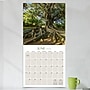 2026 TF Publishing Trees 12" x 12" Monthly Wall Calendar, Multi (26-1029)~#|#~2F165BFD-C2BA-4653-82849FE5D70685A0_sc7