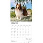 2026 BrownTrout Shetland Sheepdogs 12" x 12" Monthly Wall Calendar (9798330705511)~#|#~2F65BFAB-637C-41F9-BB43BBBE1378E056_sc7