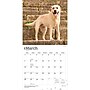 2027 BrownTrout Yellow Labrador Retrievers 12" x 12" Monthly Wall Calendar (9798330712571)~#|#~2FDB823A-B03A-4316-8764E36BEBBDE2C7_sc7