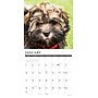 2027 Willow Creek Havanese  12" x 12" Monthly Wall Calendar (60629)~#|#~2FFD319F-99B3-4546-BB896E6672E925ED_sc7