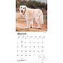 2027 BrownTrout Golden Retrievers 12" x 12" Monthly Wall Calendar (9798330712472)~#|#~300212E5-4EB3-4A64-9D92F6B36667C7AF_sc7
