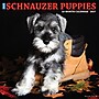 2027 Willow Creek Schnauzer Puppies 12" x 12" Monthly Wall Calendar, Assorted Colors (62173)~#|#~302208A2-C7CF-4DD8-A8FE55350CBBA9C3_sc7