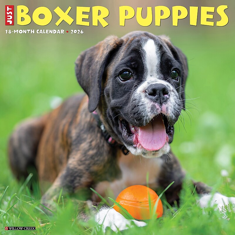 2026 Willow Creek Boxer Puppies 12" x 12" Monthly Wall Calendar (50361) image 1