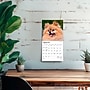 2026 BrownTrout Pomeranians 7" x 7" Monthly Wall Calendar (9798330705146)~#|#~303C9866-3850-42BB-BC19541E5E7BB893_sc7