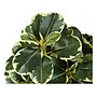 Monarch Specialties Inc. Ficus Elastica in Pot, 2/Pack (I 9585)~#|#~305C7E5D-0EC8-4808-A2F71C5958822A40_sc7