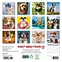 2026 Willow Creek What Dogs Teach Us 7" x 7" Monthly Wall Calendar (53836X)~#|#~30CCCA06-8DF6-4021-A5ACF8EB86626FDA_sc7
