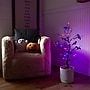 Nearly Natural Pre-Lit Artificial Halloween Black Spooky Twig Tree, 3' (T5231)~#|#~3184AFF5-3F0A-41CC-BAD472C670F90D1A_sc7