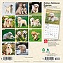 2027 BrownTrout Golden Retriever Puppies 7" x 7" Monthly Wall Calendar, Assorted Colors (9798330710010)~#|#~318E9337-5A0E-46DC-B18942F53C82DD0B_sc7